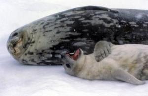 Weddell seals